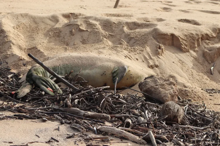 NOAA offers up to $20,000 reward for info in death of Hawaiian monk seal